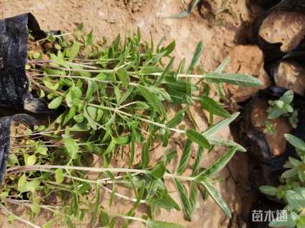 高度15厘米千屈菜