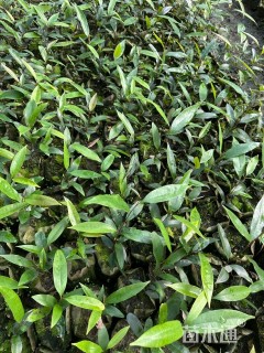 0.4公分金丝楠木