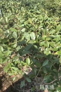 0.8公分红叶石楠