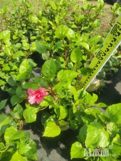 高度60厘米赤苞花