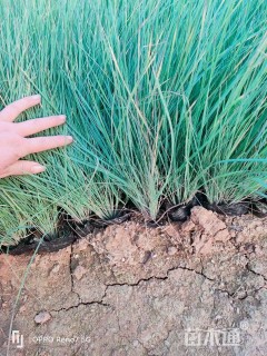 高度20厘米坡地毛冠草