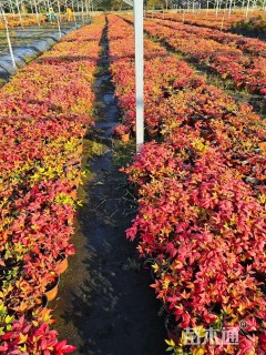 高度15厘米火焰南天竹