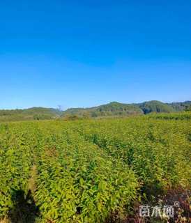 0.3公分福建山樱花