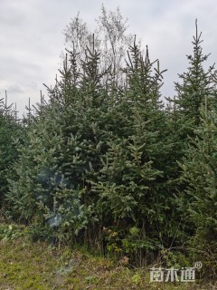 高度400厘米云杉