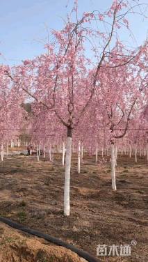 10公分八重红垂枝樱