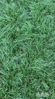 高度15厘米沿阶草