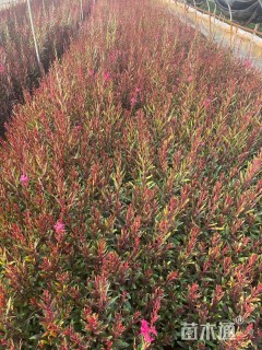 高度30厘米千鸟花