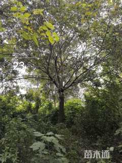 24公分朴树