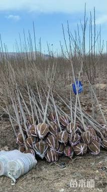 高度150厘米月季