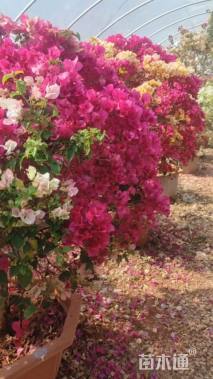高度150厘米三角梅