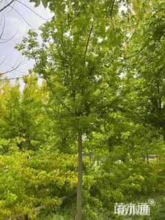 6公分金叶复叶槭