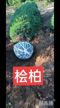 高度180厘米桧柏