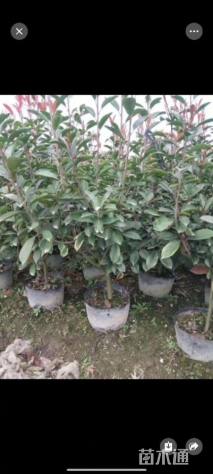 高度50厘米红叶石楠小苗