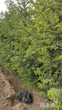 高度500厘米云杉