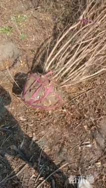 高度150厘米丛生紫薇