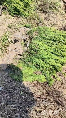 高度40厘米小龙柏