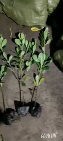 高度40厘米海桐