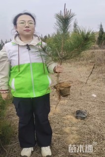 高度80厘米油松