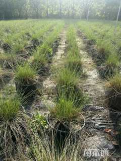 高度20厘米粉黛乱子草