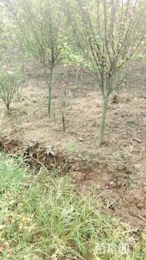 高度250厘米红花木槿