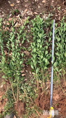 高度70厘米大叶黄杨