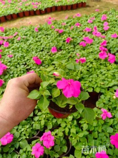 高度20厘米凤仙花
