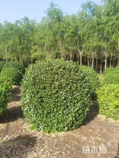 冠幅110厘米大叶黄杨球