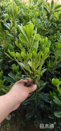 高度40厘米海桐