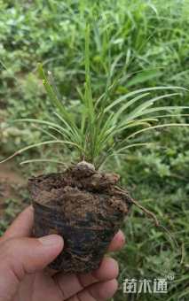 高度10厘米麦冬