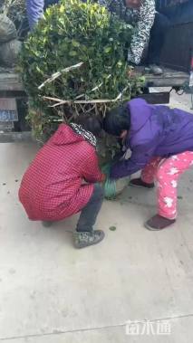 冠幅180厘米无刺枸骨球