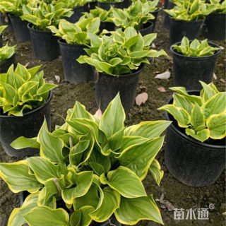 高度35厘米玉簪