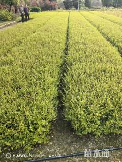 高度30厘米小叶女贞