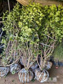 高度280厘米丛生丁香