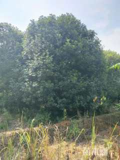 高度500厘米丛生桂花