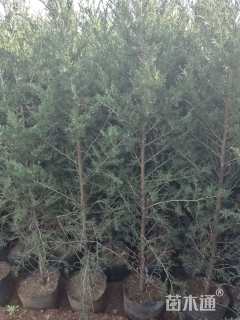 高度180厘米塔柏