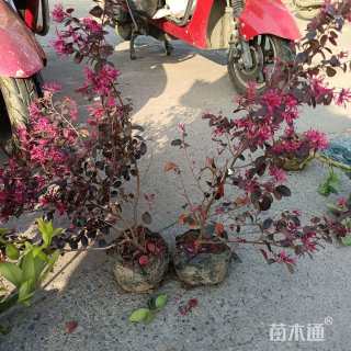 高度30厘米红花继木