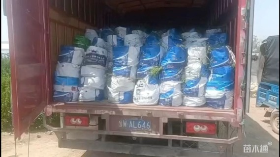 高度50厘米花叶美人蕉