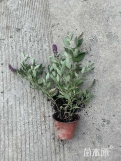 高度30厘米醉鱼草