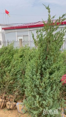 高度220厘米刺柏