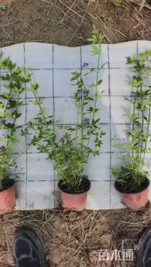 高度30厘米云南黄馨