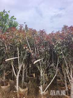 5公分红叶碧桃