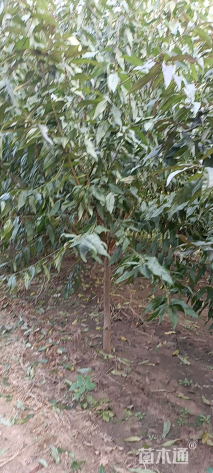 6公分红叶碧桃