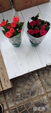 高度30厘米月季