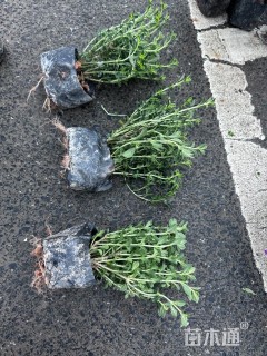 高度20厘米六月雪