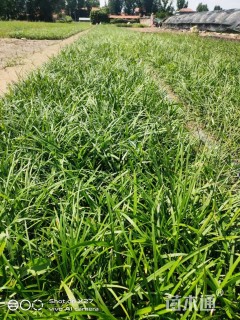 高度30厘米兰花