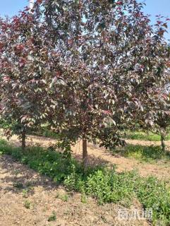 19公分王族海棠