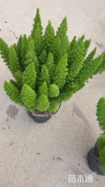 高度40厘米狐尾天门冬