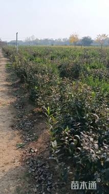 高度60厘米连翘