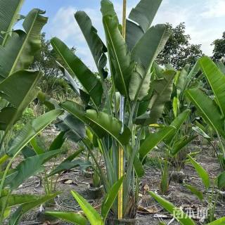 高度300厘米芭蕉
