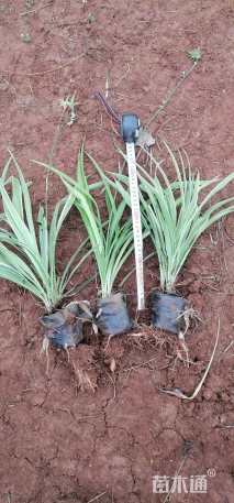 高度25厘米吊兰